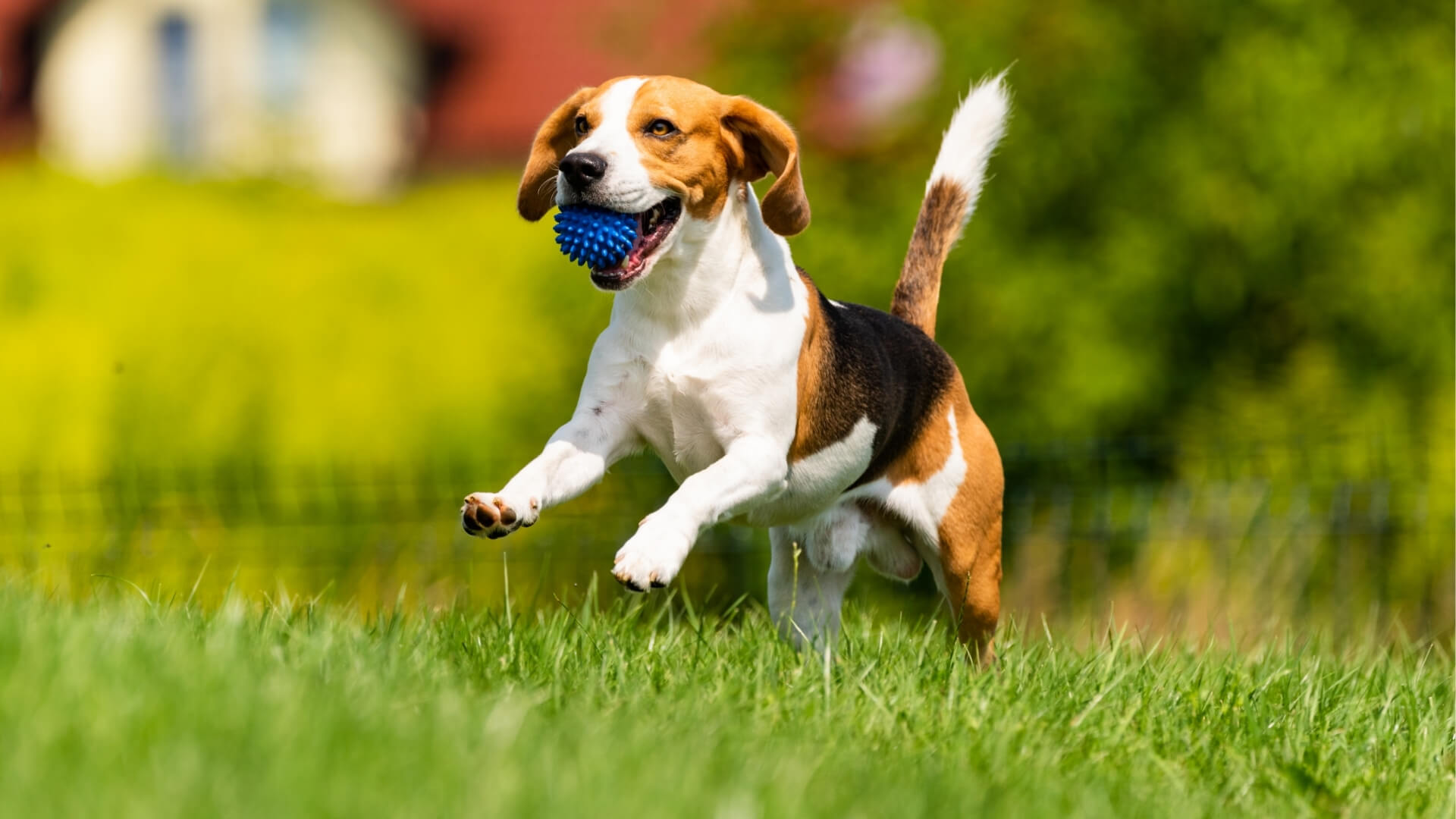 Dog taking supplements