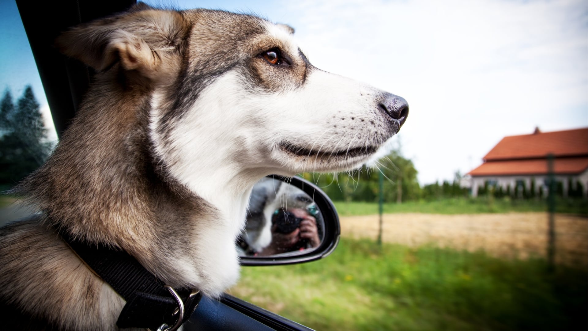 A dog rides in a car and looks out the window