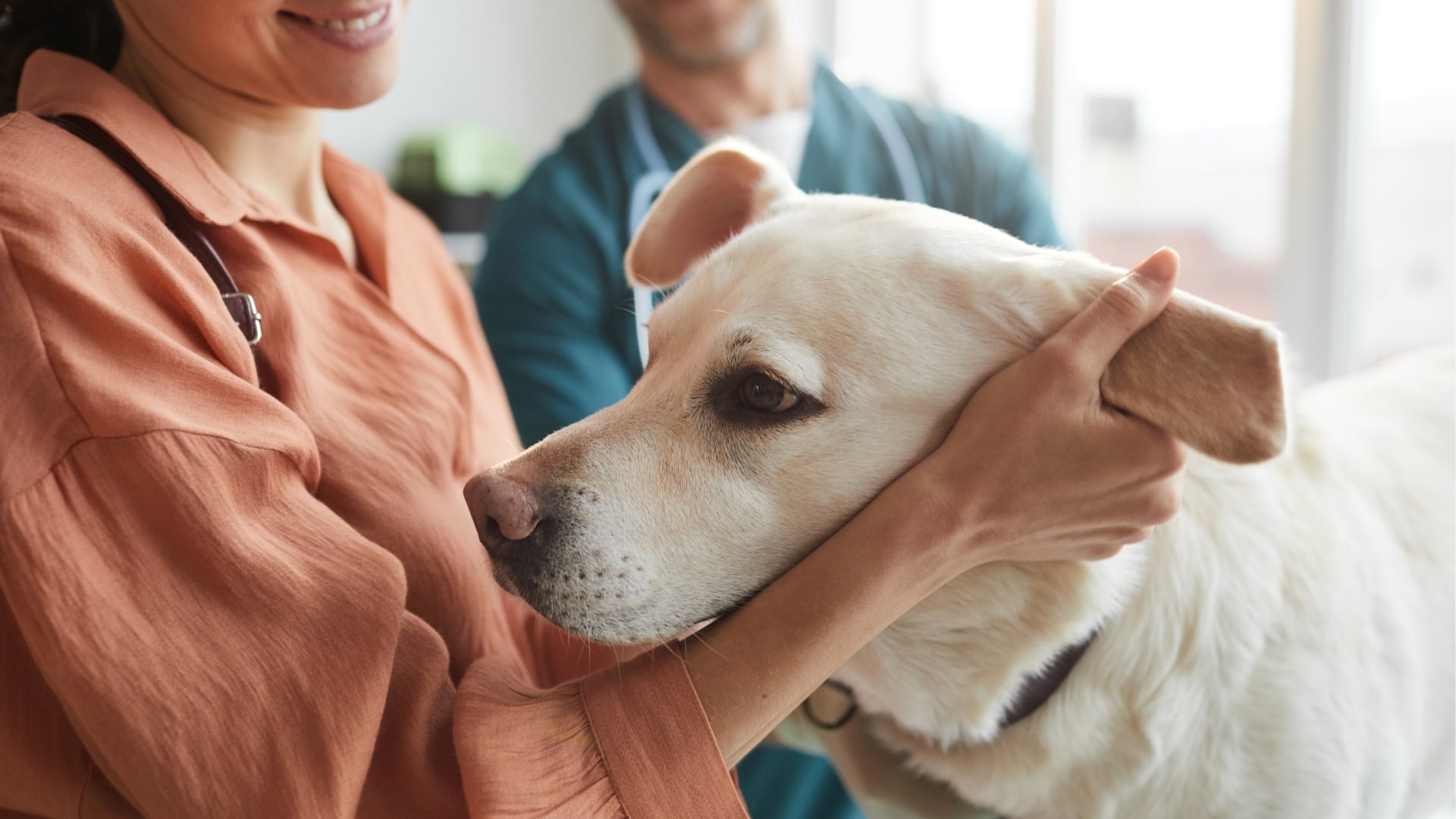 Brave dog at vet visit