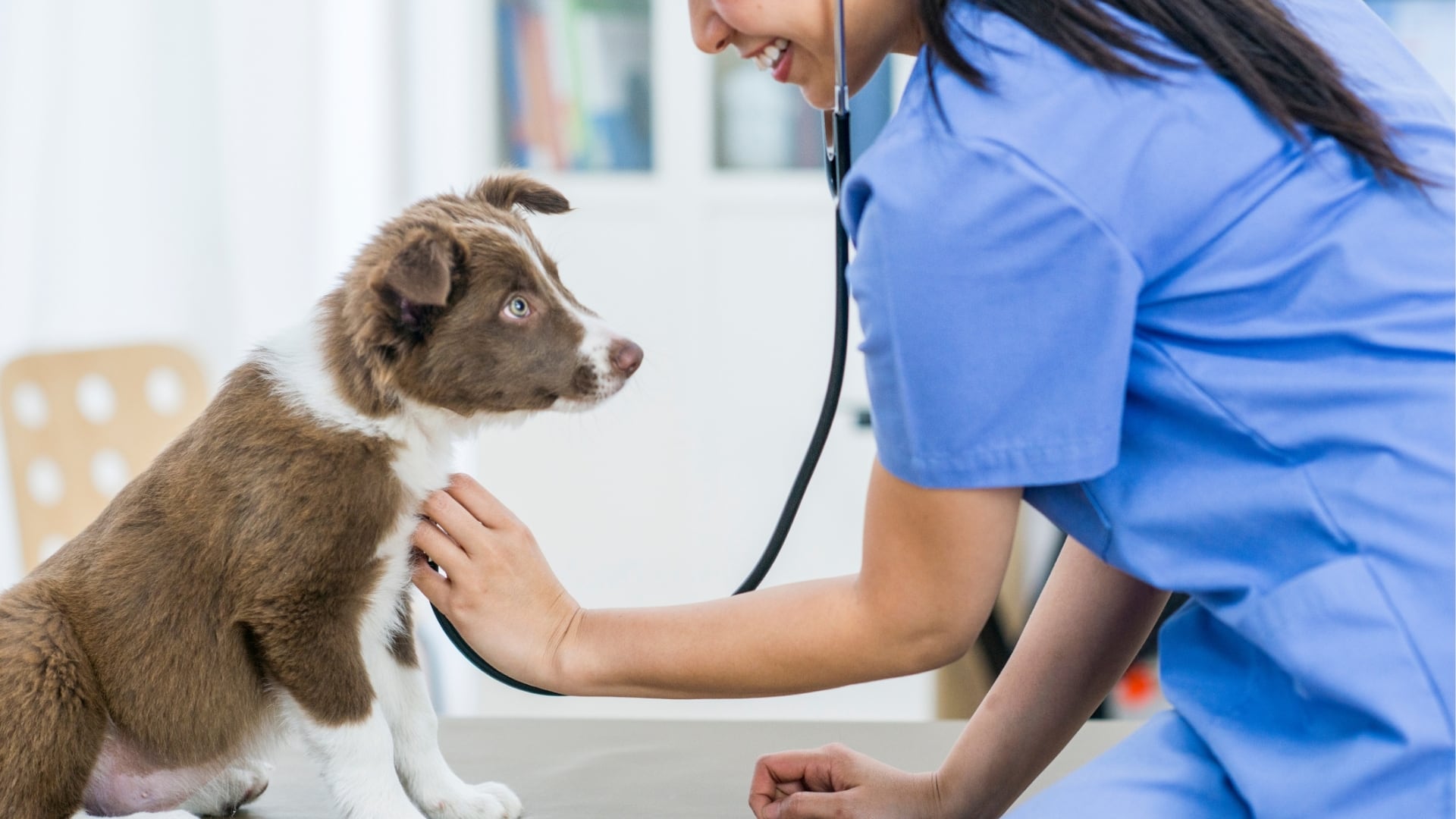 Dog examined by veterinarian