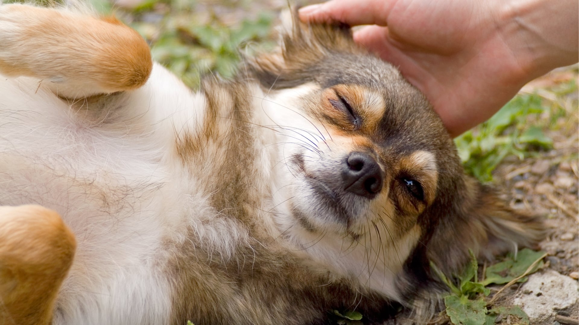 Owner strokes his dog