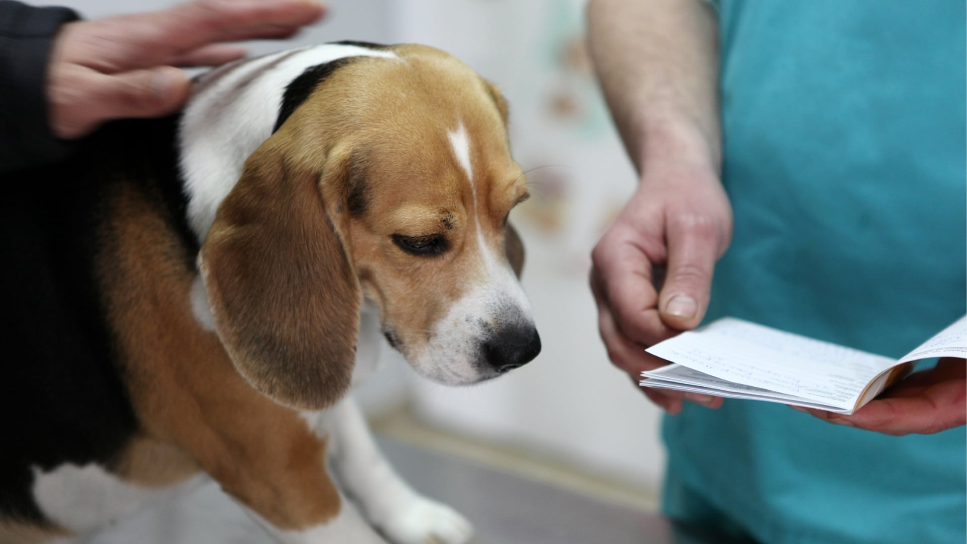 The dog at the follow-up visit