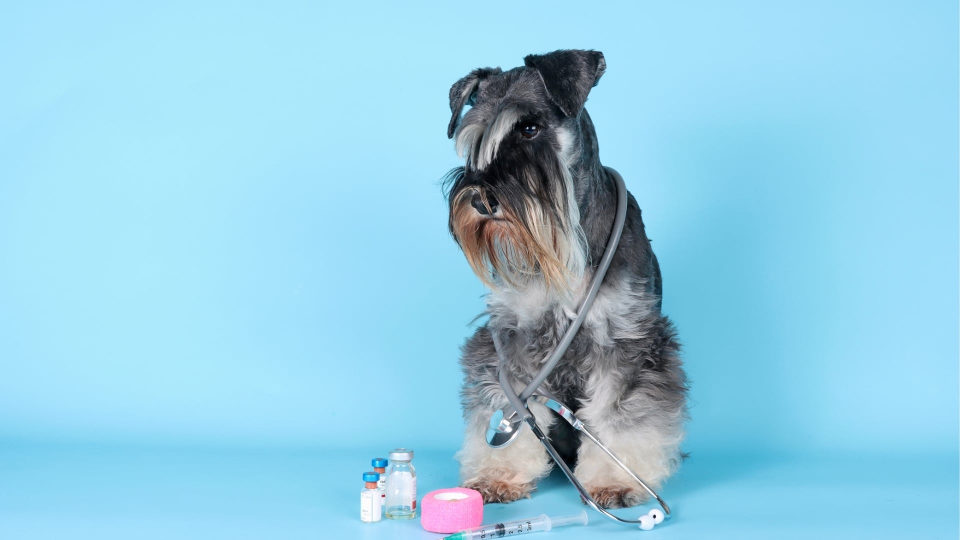 A dog with a stethoscope around its neck